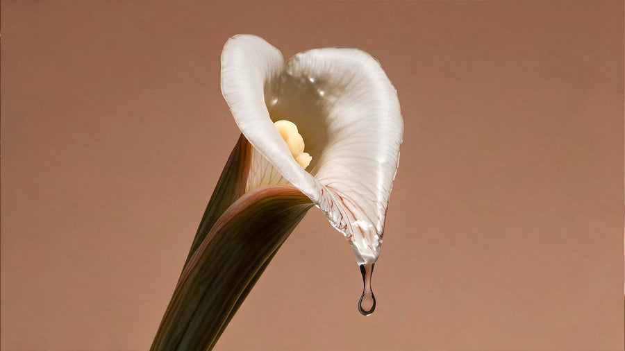 A white calla lily curves around its pale yellow center, with a water droplet hanging from the tip against a warm brown background, creating a calm, elegant mood.