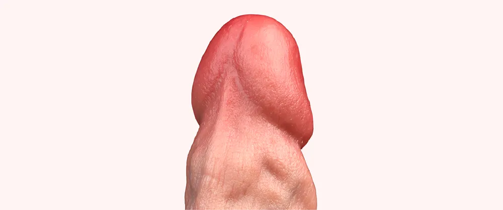 Close-up of the Coach dildo tip